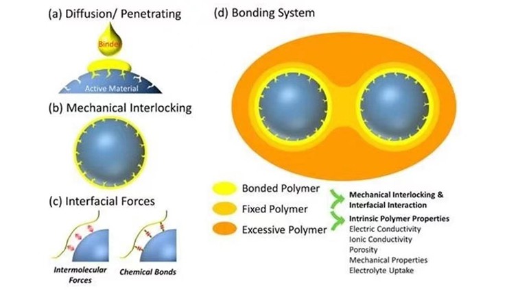 锂电极片粘结剂性能、影响因素及分布检测手段